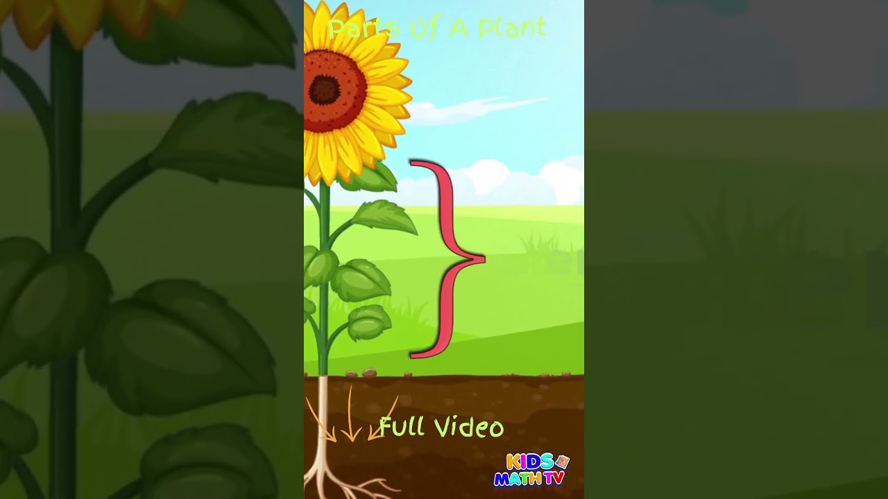 Parts of Plants and Their Functions for Grade 1 | #PlantsForKids #PlantLife #biologylesson