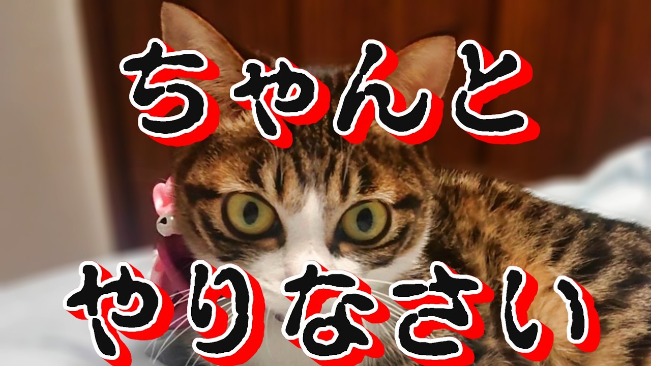 勉強サボって猫に絡んだ結果【保護猫うり】