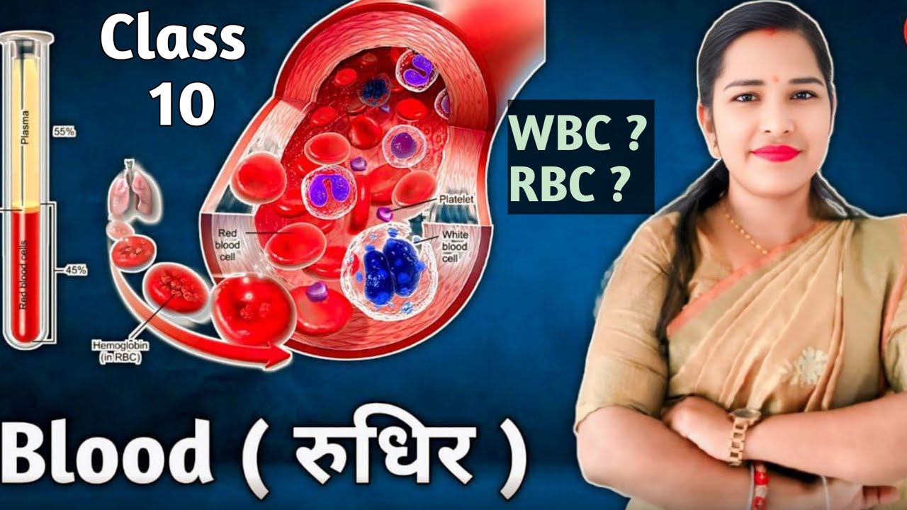 जैव प्रक्रम कक्षा -10 बिज्ञान || Blood || रुधिर || class -10 th science || what is RBC and WBC