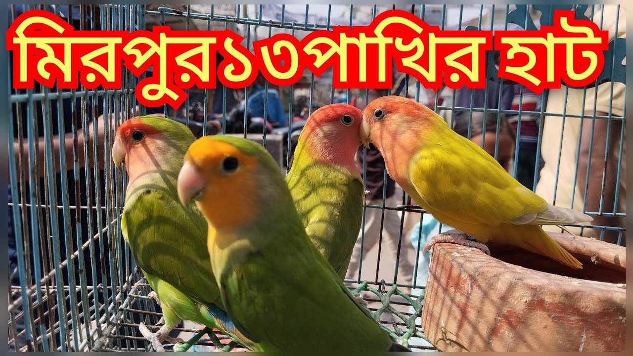    #মিরপুর ১৩ নম্বর বটতলা ছোট বড় পাখির হাট দামি ও কম দামি পাখি পাওয়া যায় 