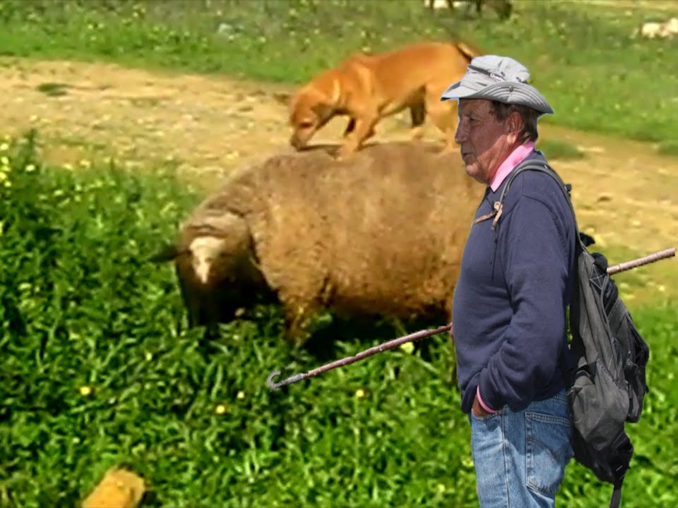 MI OVEJITA LUCERA.