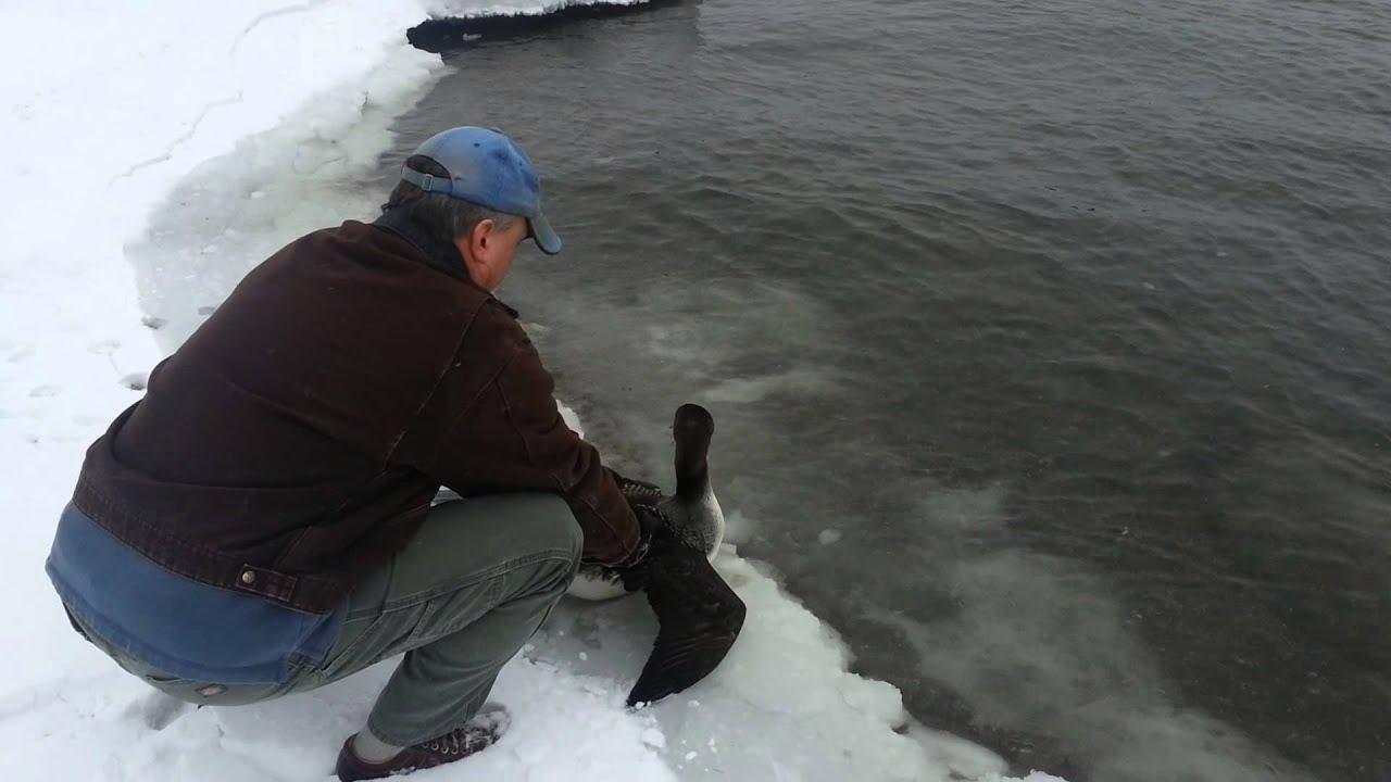 Loon Rescue