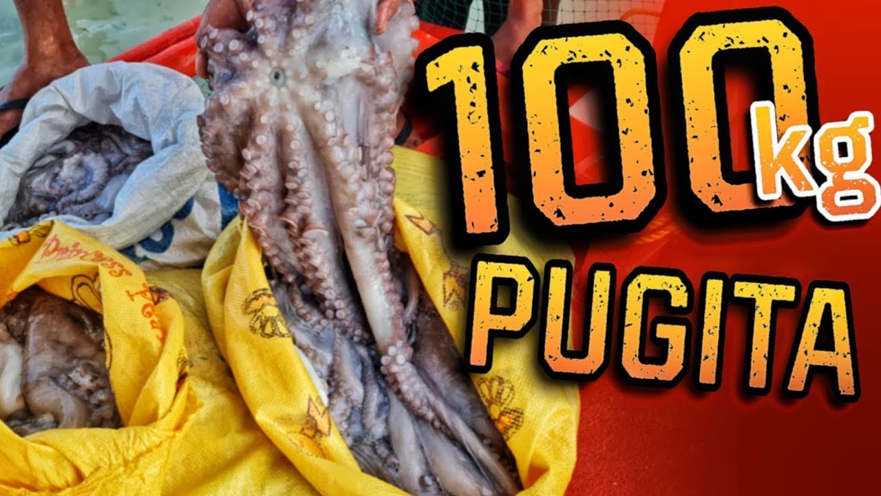 100kg na Pugita Pamain Lang?