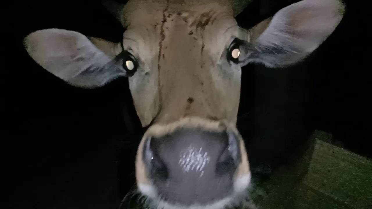 PENAMPAKAN HANTU SAPI