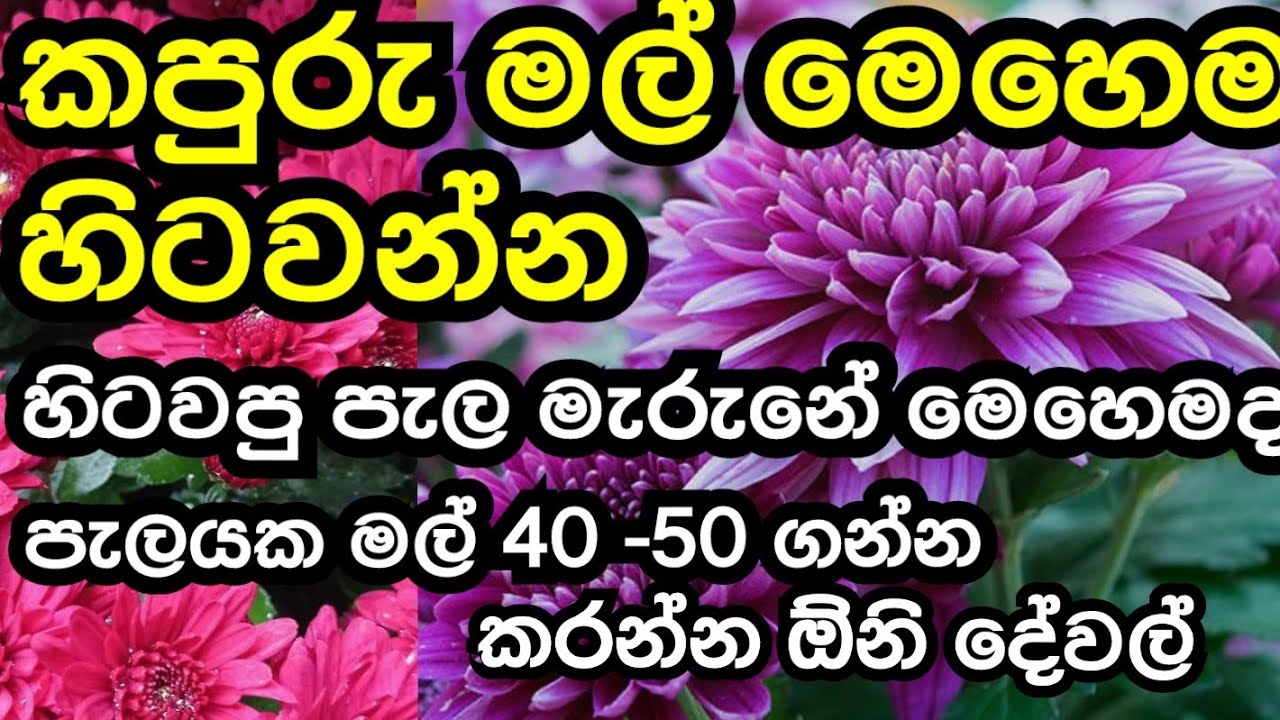 How to grow kapuru 💮🌸🌻🌷🏵️ #krishanthi #krishanthimal #krishanthimum #gardening #flowers #kapuruplant