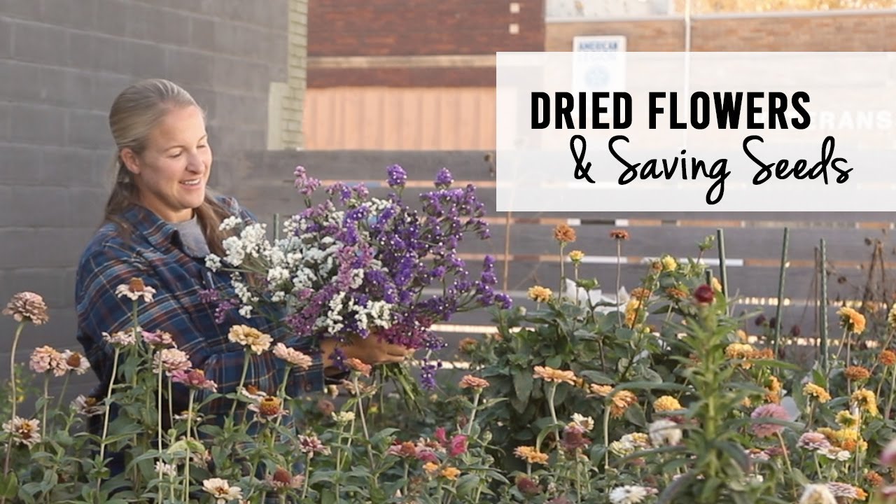 Dried Flower Bundles and Saving Zinnias Seeds : Sunshine and Flora Flower Farm