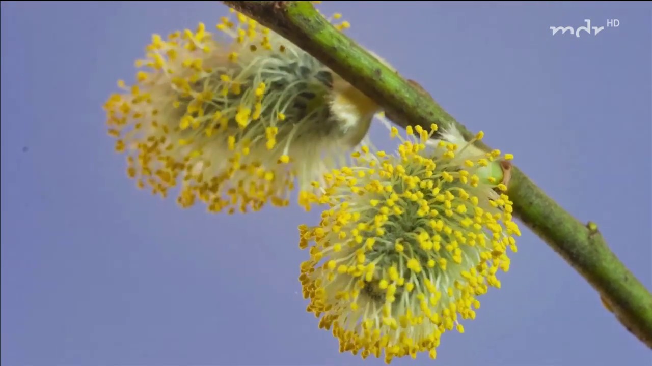 Bienen retten mit Weide, Kornelkirsche und Frühblühern | MDR Garten