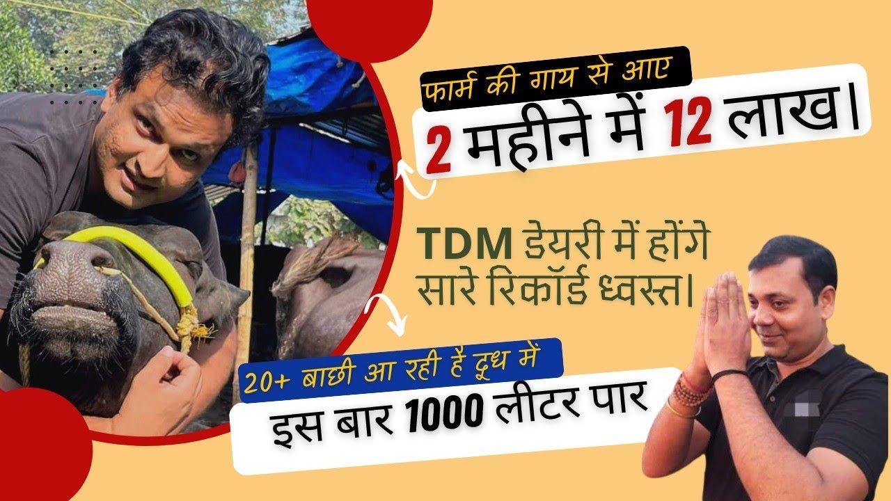 #बिहार का सुपर फॉर्म 1000+ लीटर दूध। सालाना 25 लाख ब्रीडिंग से कमाने का फॉर्मूला @pkkadairytechnique