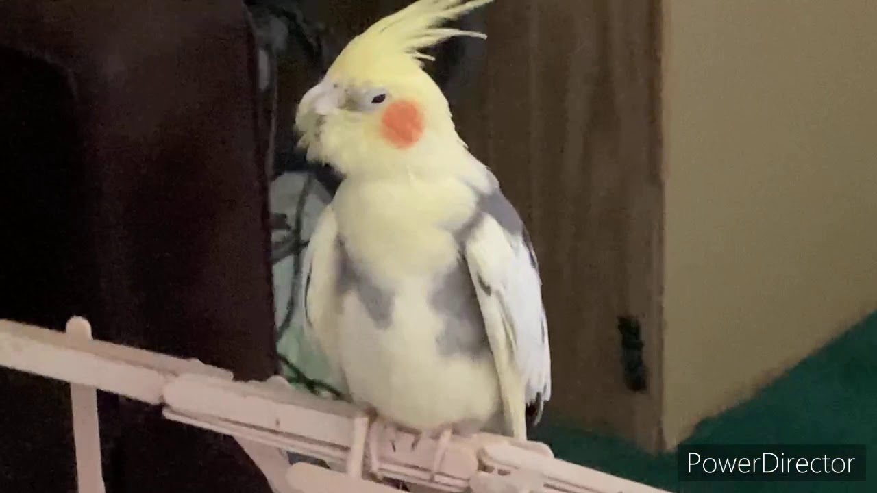 Cockatiel screaming