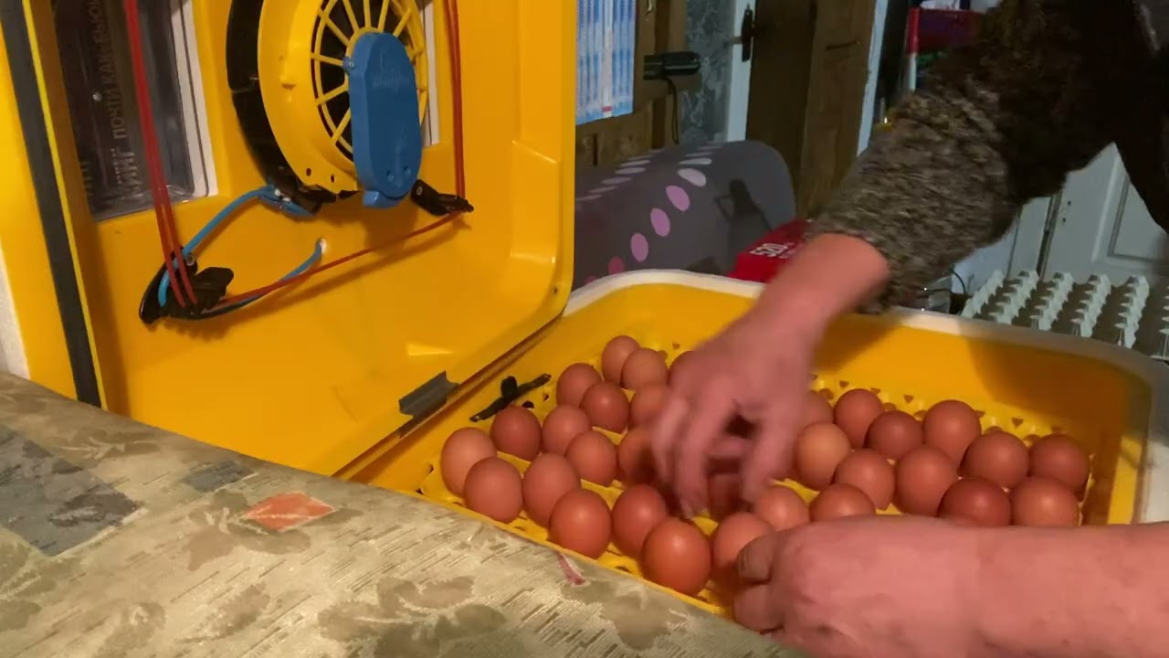 Перша інкубапція 2026, другій  день закладка яець.