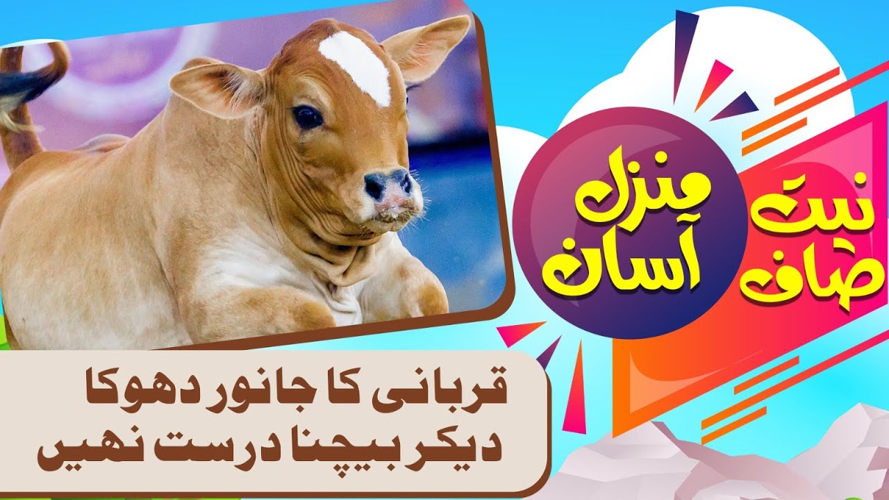 Niyat Saaf Manzil Asan | Qurbani Ka Janwar Dhoka Dekar Bechna Drust Nahi | Baqr Eid 2024
