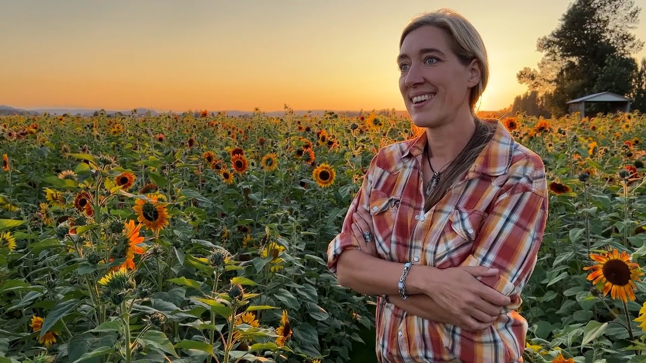 Sunflowers at Gordon Skagit Farms