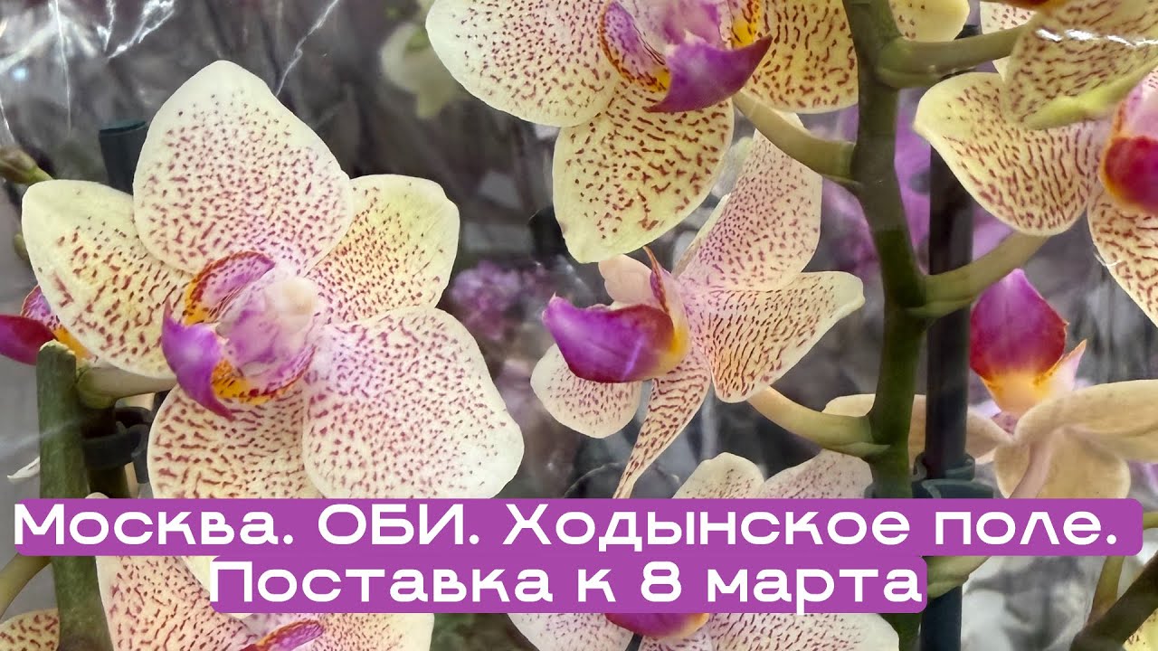 🌸😍Поставка орхидей к 8 марта! Москва.ОБИ. АВИАПАРК.Каскадники, биглипы, мультифлоры, цимбидиумы и пр