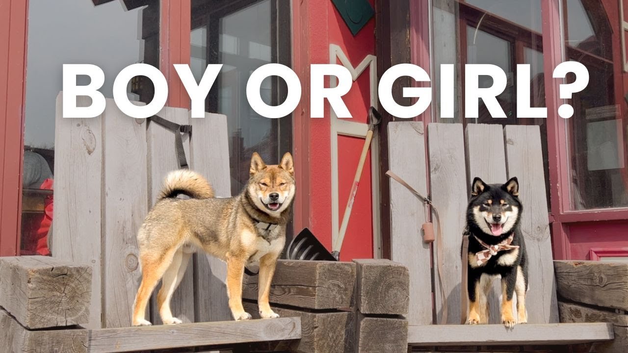 boy or girl SHIBA INU? | which is better?