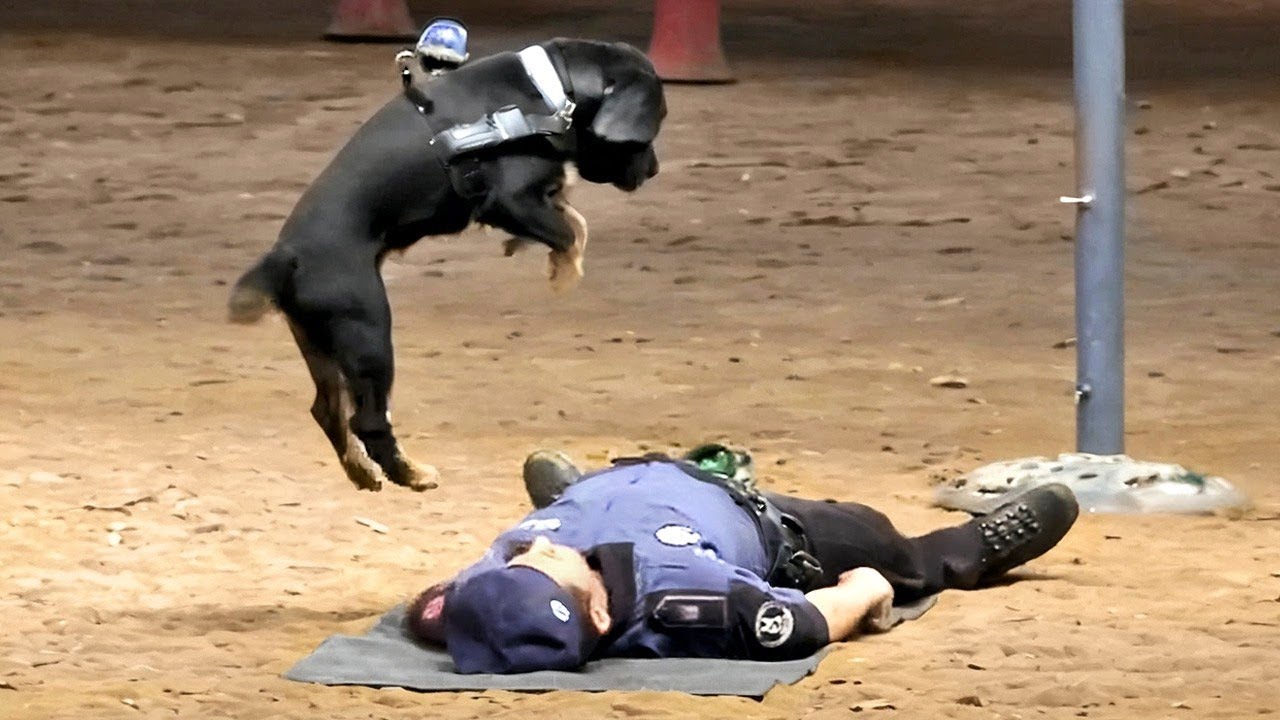 La Preuve Qu'on ne Mérite Pas les Chiens