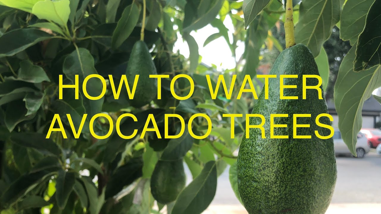 HOW MUCH TO WATER AVOCADO TREES - My Irrigation practices in Hot Weather!