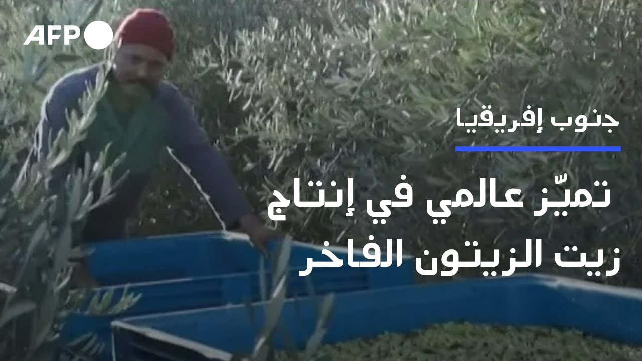 جنوب إفريقيا تحجز مكانة لها في مجال إنتاج زيت الزيتون الفاخر في العالم | AFP