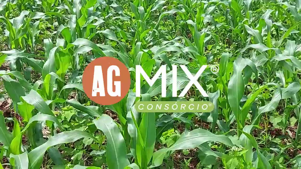 🌱 ASSISTA ESSE TESTEMUNHO 🌱 CULTURAS DE COBERTURA