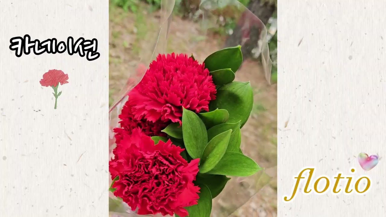 카네이션