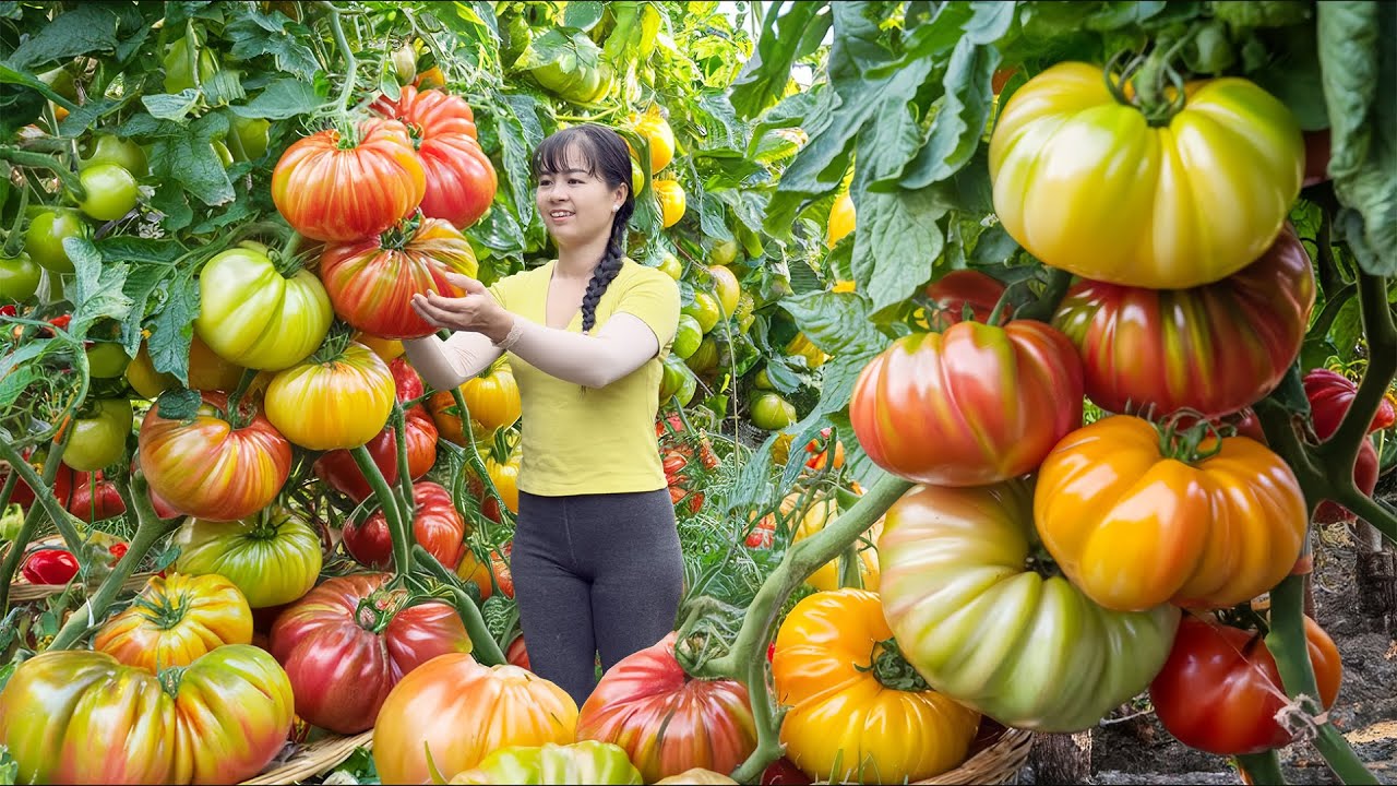 Harvesting Fresh And Clean Tomatoes Goes To Countryside Market Sell - Farm Life