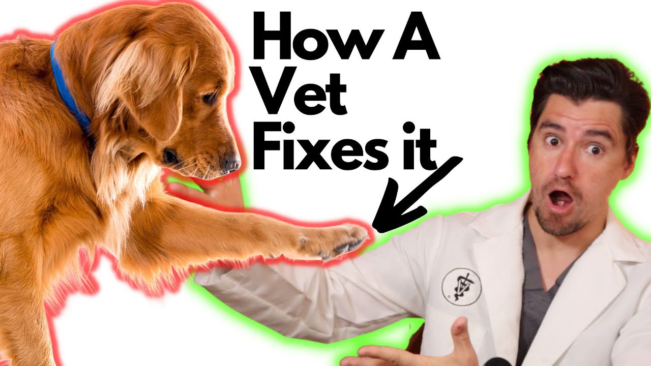 Dog Toe Cancer.  How A Vet Fixes it with Dr. Dan.