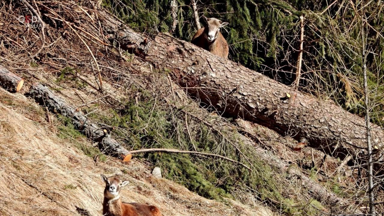 Le ferite di Vaia fotografate per il concorso Belluno&Dolomiti