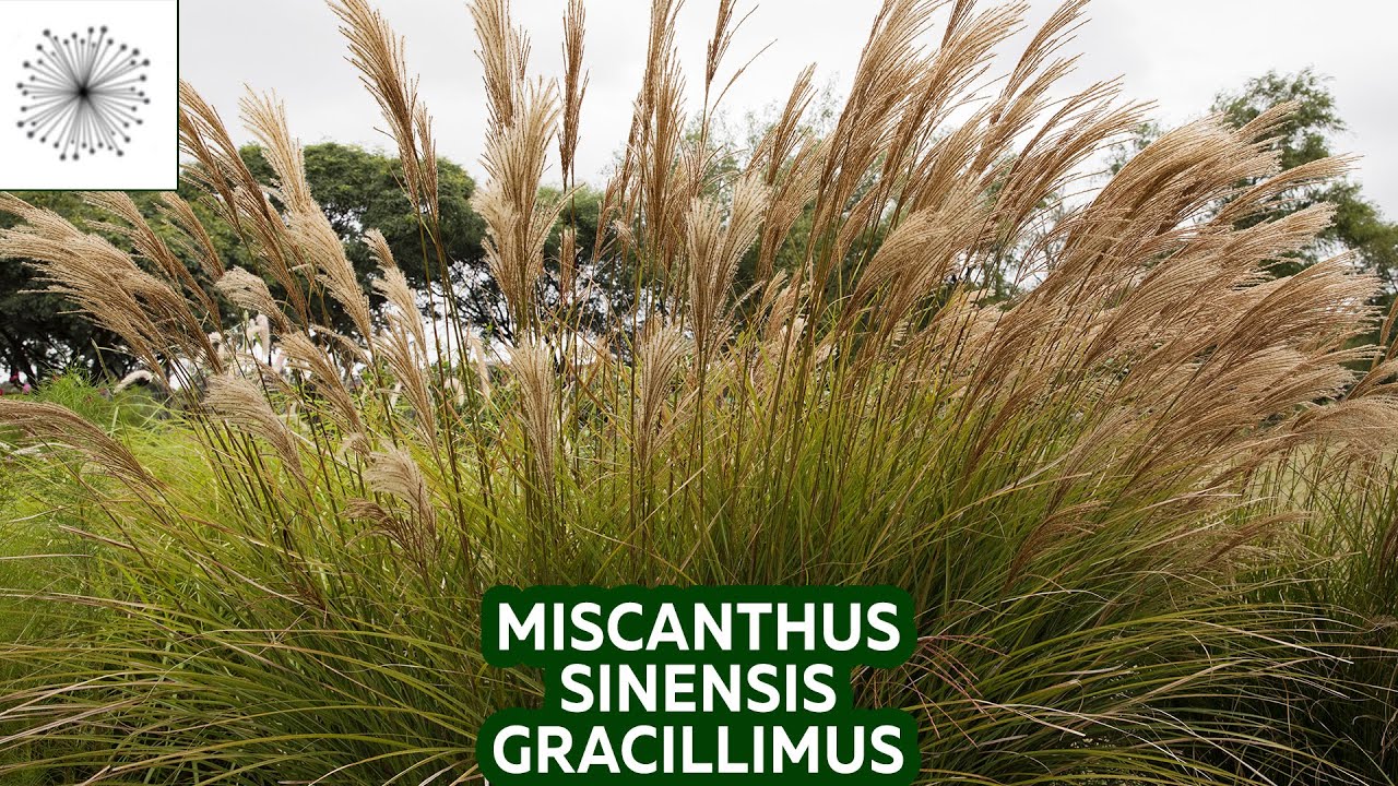 Todo sobre la Gramínea Miscanthus sinensis Gracillimus