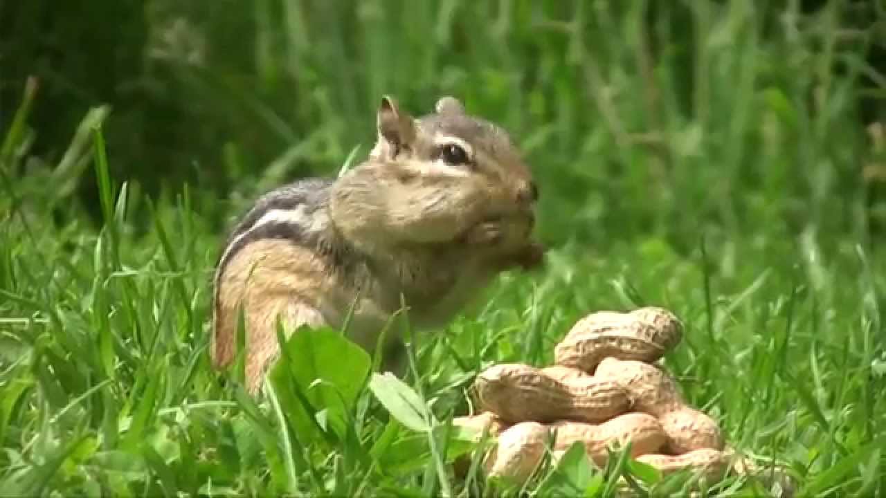 Chipmunks Eating Peanuts