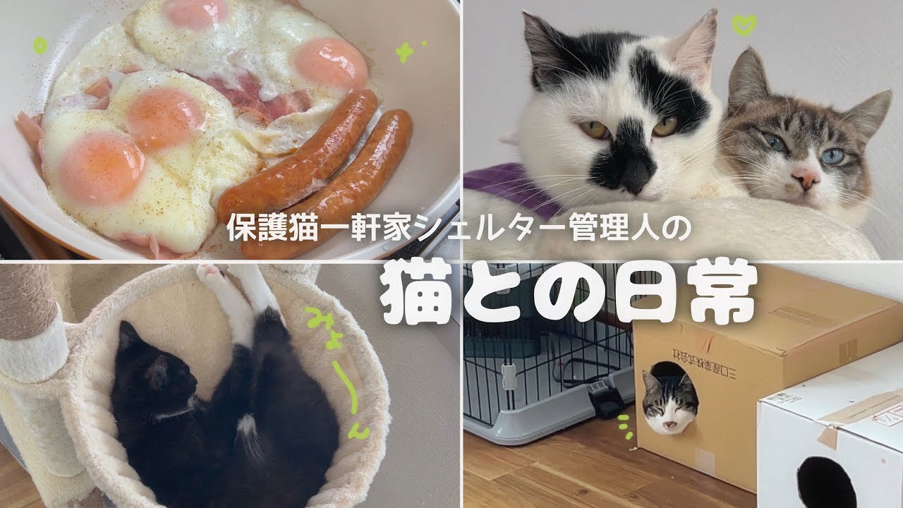 【猫まみれ暮らし】 保護猫ちゃんお引越し前の準備！| ベーコンエッグに起きた悲劇…🥓🥚 | 自作ダンボールハウスでリラックス^._.^ 【保護猫活動】