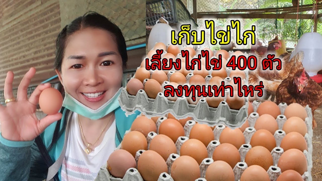 เลี้ยงไก่ไข่ 400 ตัว ลงทุนเท่าไหร่ ?