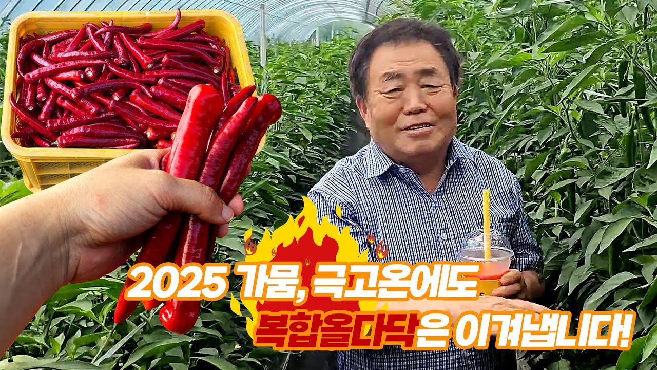 2025 가뭄,극고온에도 올다닥은 좋습니다 (비가림재배편)