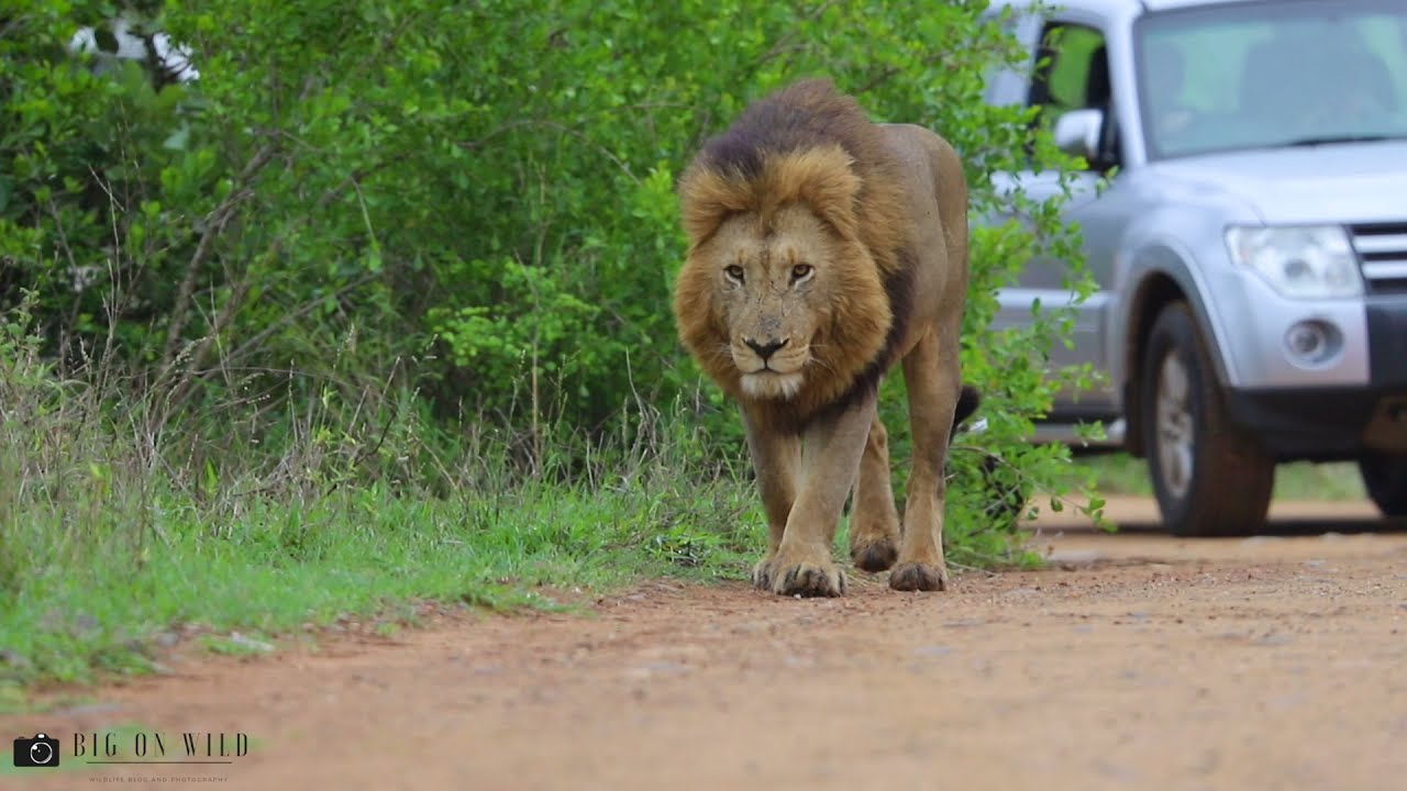 Impressive Mjejane male Lion on Patrol Kruger National Park