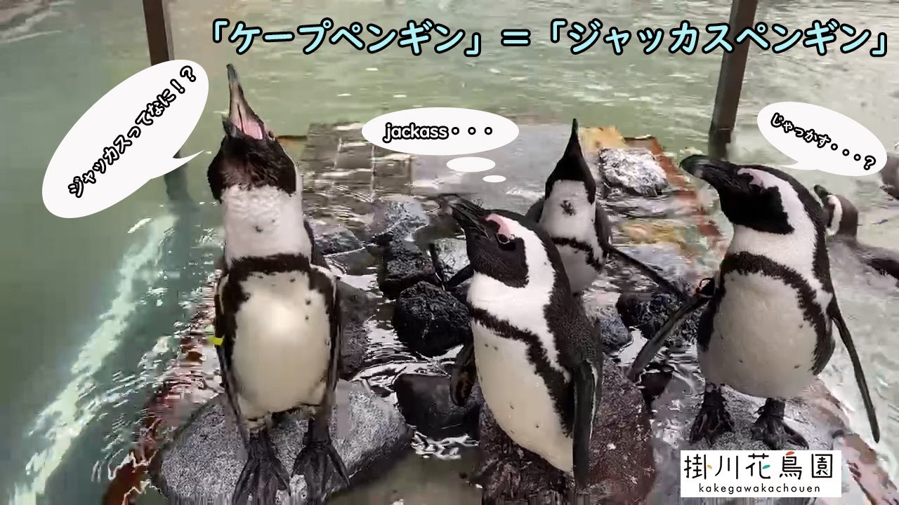 【掛川花鳥園公式】ケープペンギン？ジャッカスペンギン？その声とは・・