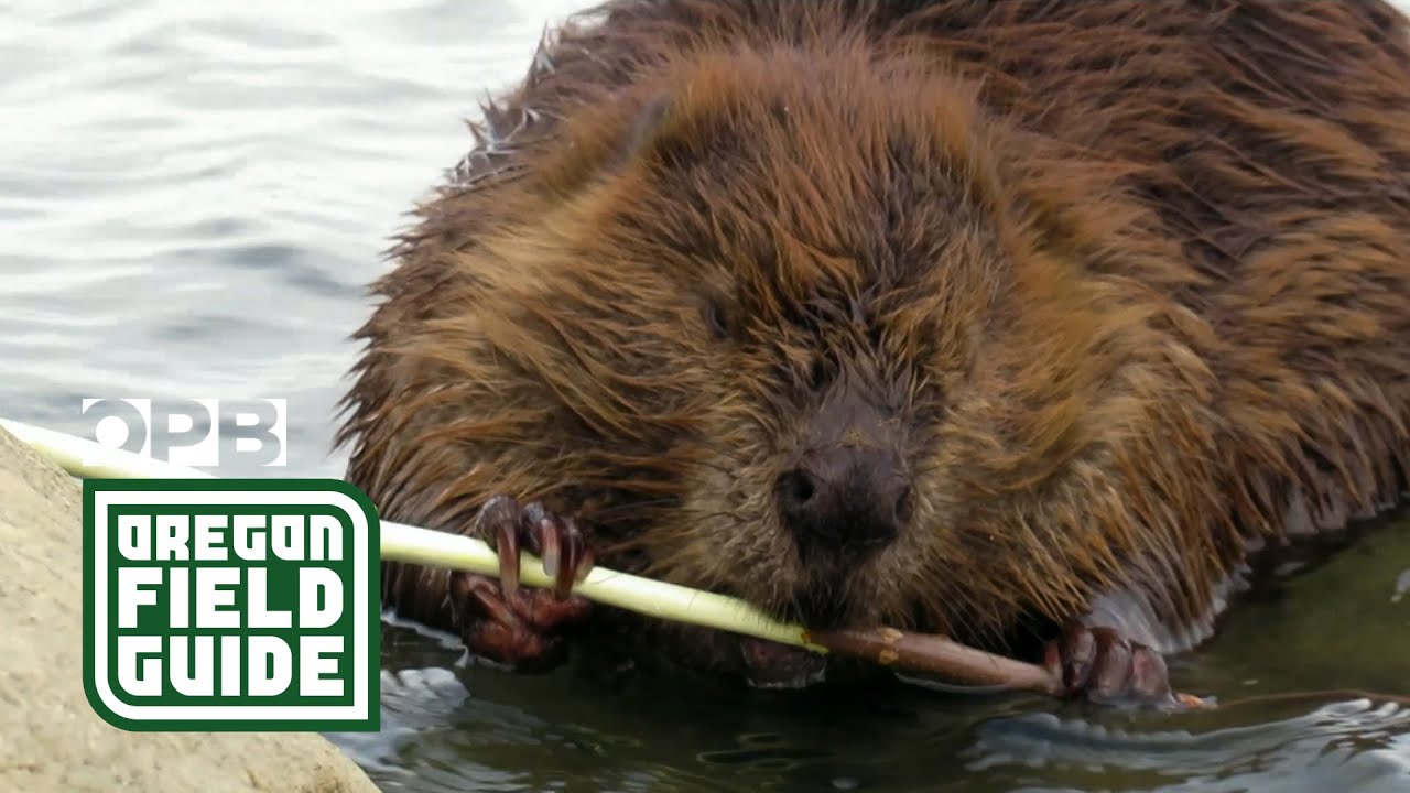 Could ‘Smokey Beaver’ help fight wildfires? | Oregon Field Guide