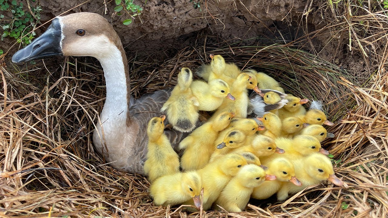 Wow! Ducklings Hatching From Eggs with Goose Mom / Found Duck Nest Hatching a Lot Of Baby Ducks