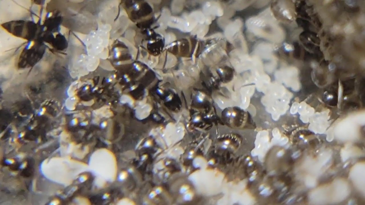 Macro Footage of My Ants #2
