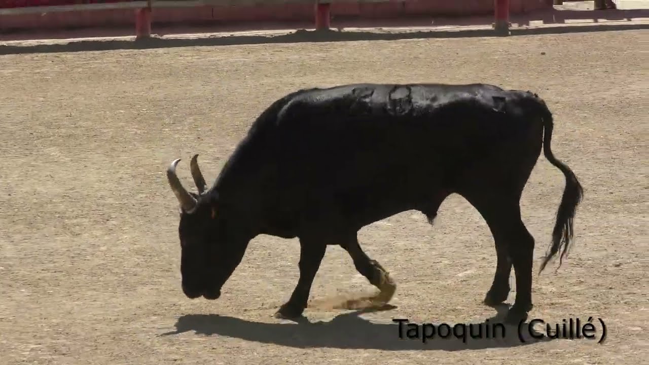 ST LAURENT D'AIGOUZE (08/05/2024) - Le résumé de la course