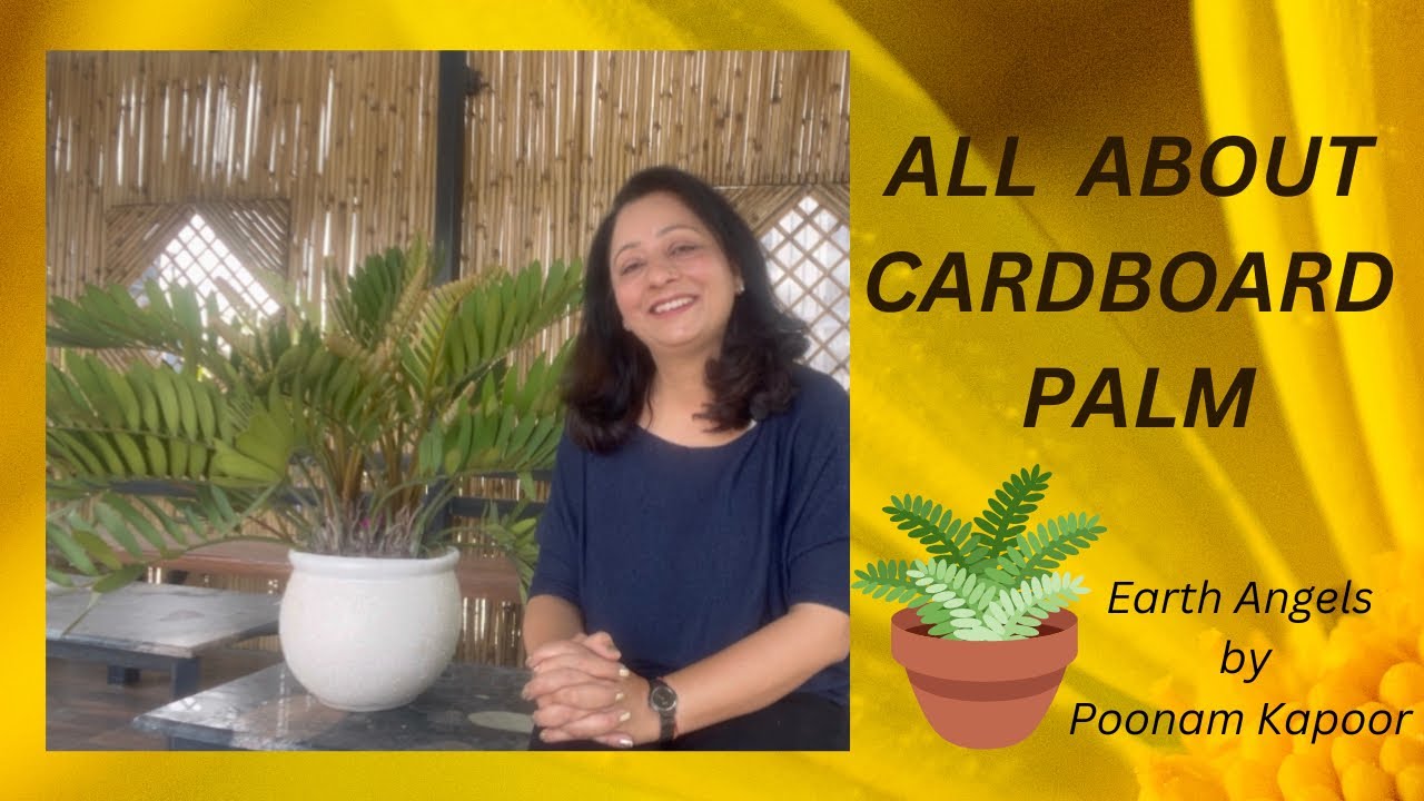 All about Cardboard Palm or Jamia Plant| Rare ;Ornamental Plant |Rare Palm |