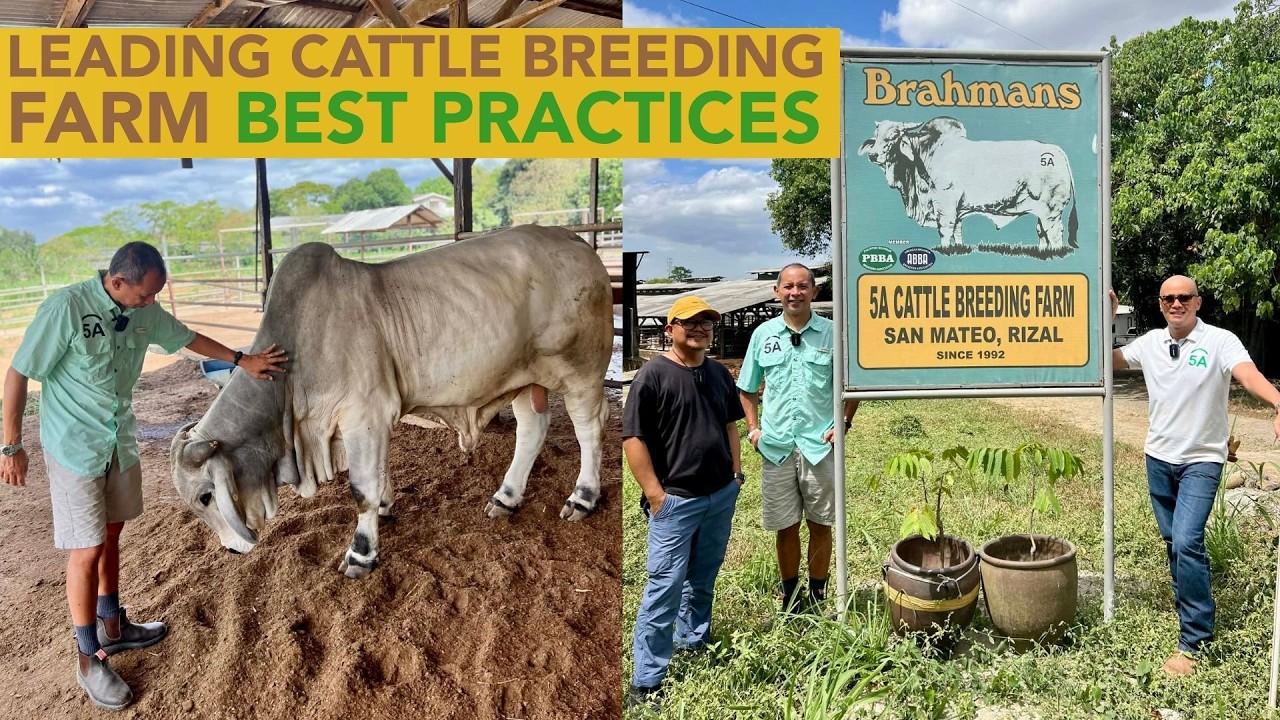 Cattle Farming: Ano ba Guso mo? Breed to Produce Breeders? or Breed to Sell Terminals or Pang Katay?