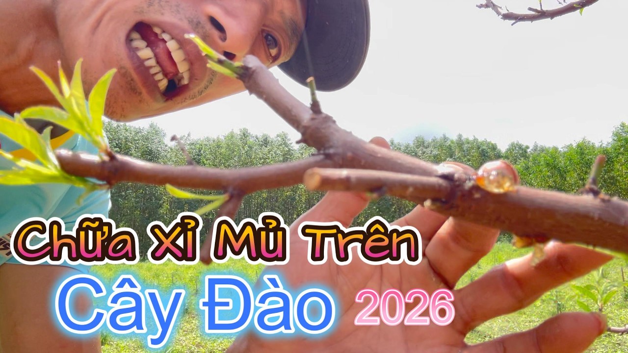 Thuốc Trị Xỉ Mủ Trên Cây Đào 2026