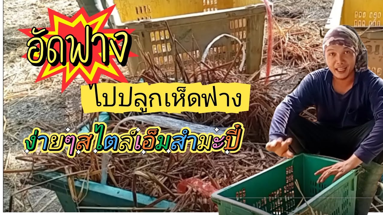 วิธีการอัดฟางข้าวนำไปปลูกเห็ดง่ายๆ #love #เห็ดฟาง #เกษตรพอเพียง #เกษตรสำมะปี๋ #เกษตรผสมผสาน 