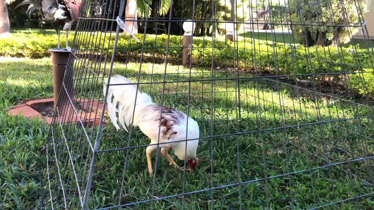 Cuban Broodfowls for Vietnam