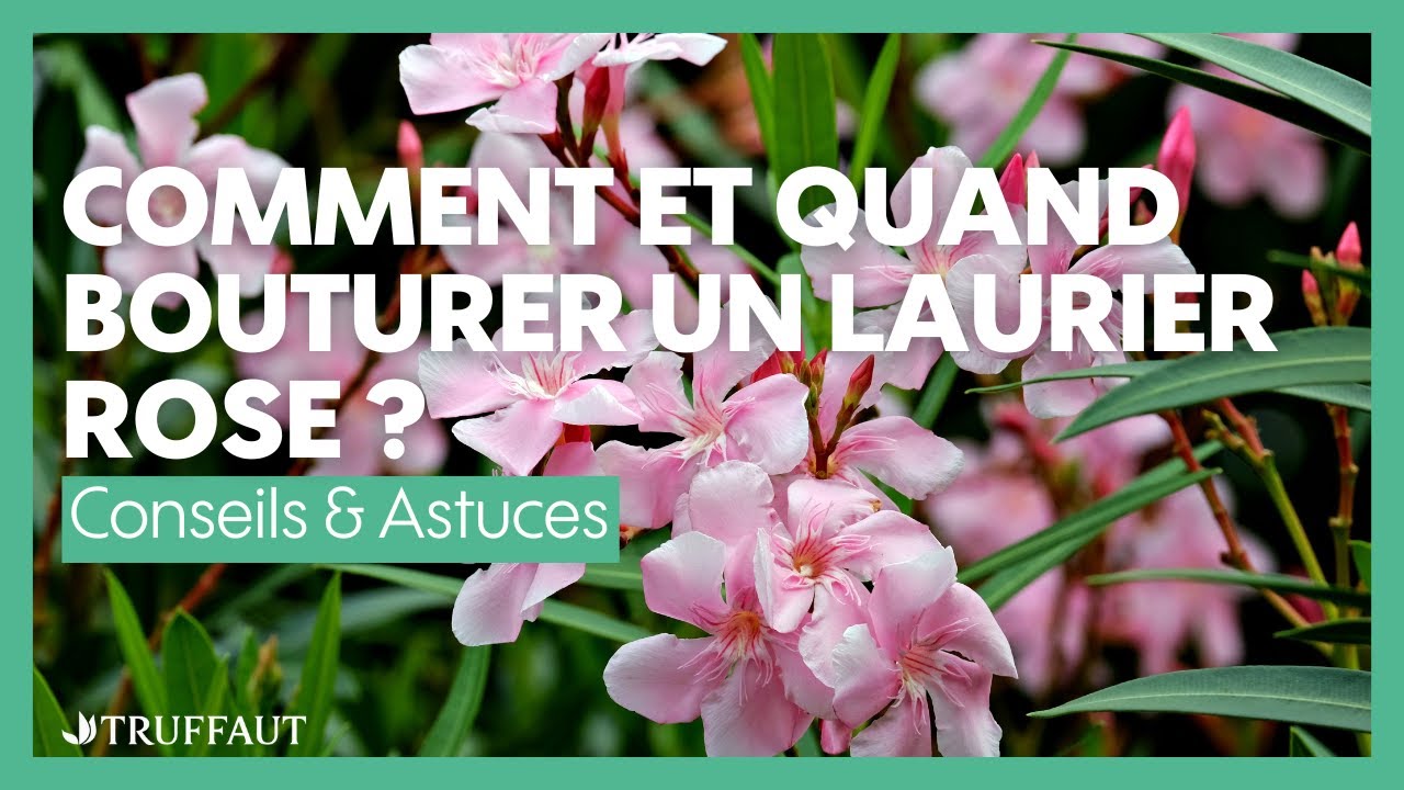 Comment et quand bouturer un laurier-rose ? - Truffaut