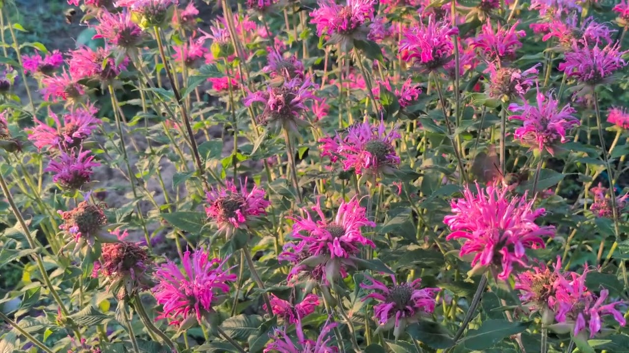 Bees and hummingbird moth in bee balm