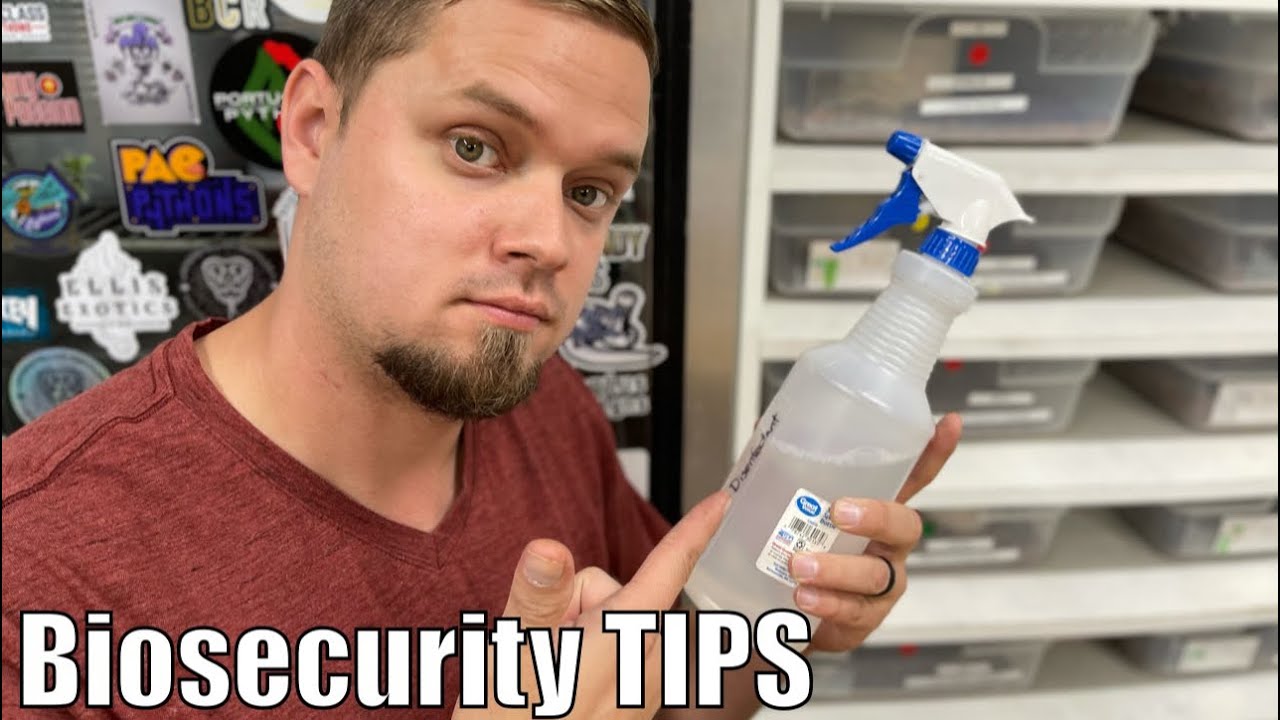 Ways to protect your Ball Python Collection - Biosecurity & Safe Husbandry