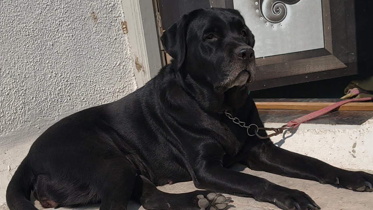 My dolly dog 🐶 and my All pigeon 🐦