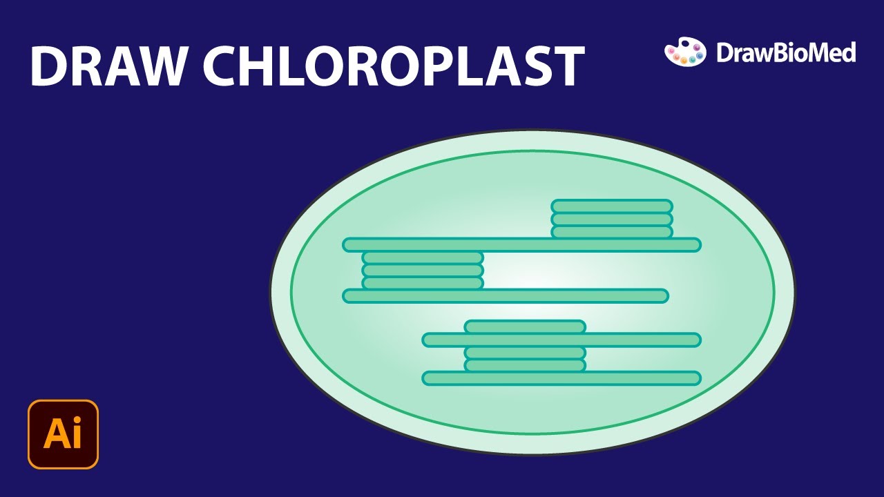 Draw Chloroplast | Scientific Illustration | Graphical Abstract