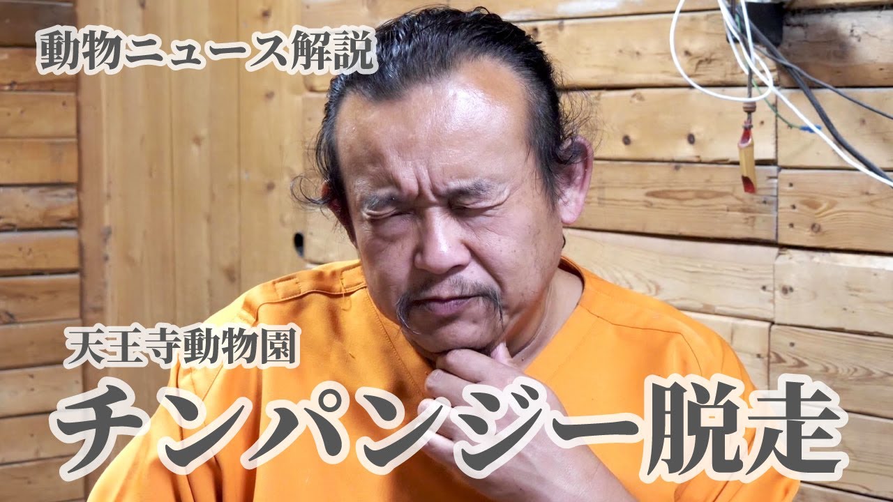 【動物ニュース解説】チンパンジー脱走