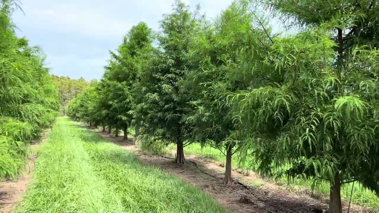 Beautiful Large Bald Cypress Trees For Sale/Buy Large Trees and Palms In Florida/Large Trees Planted