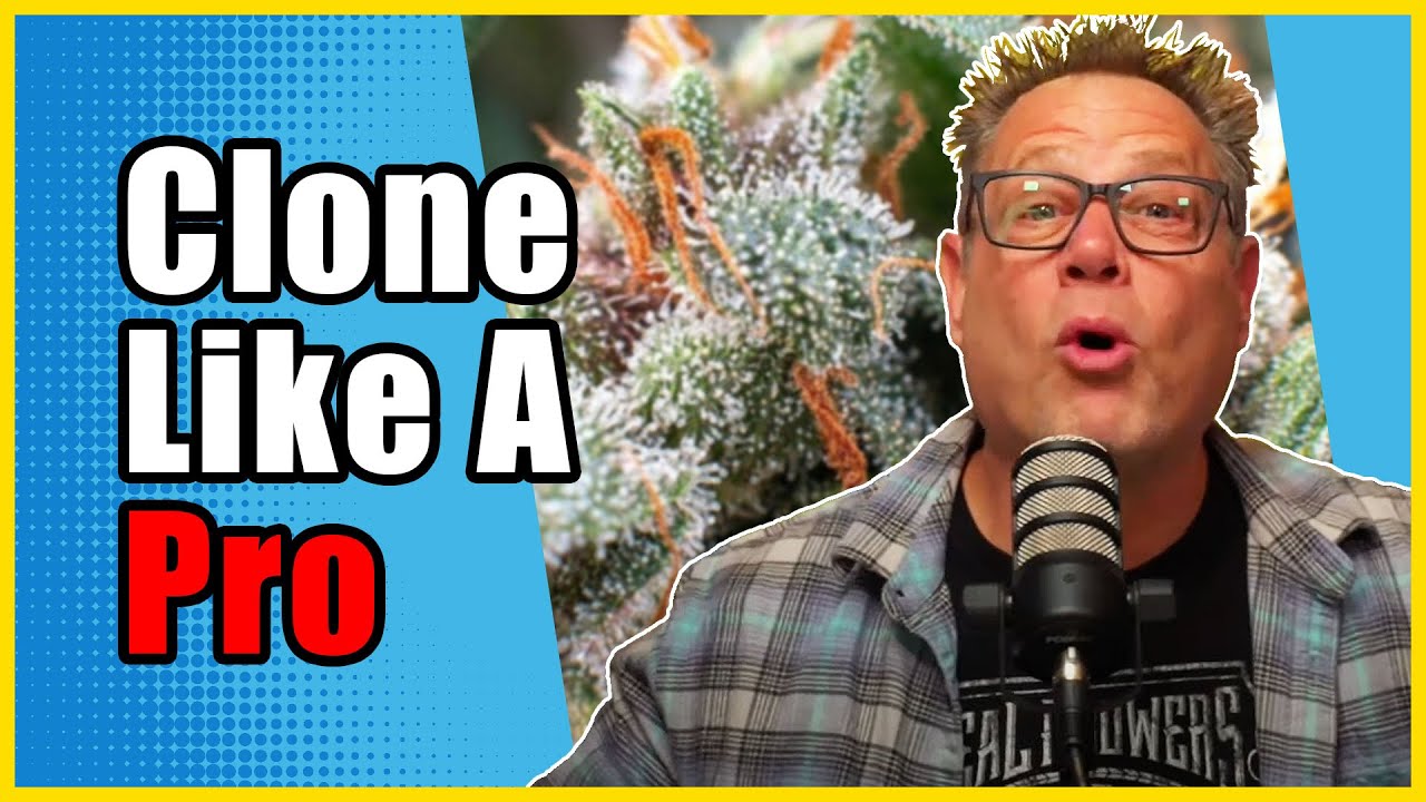 Three Cannabis Cloning Tips Only the BEST Growers Know About